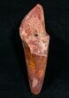 Curved Spinosaurus Tooth #7209-1